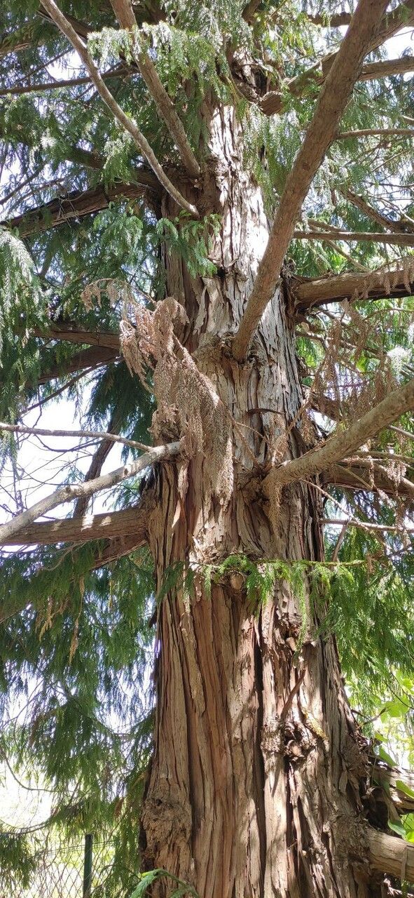 Taiwania cryptomerioides habit