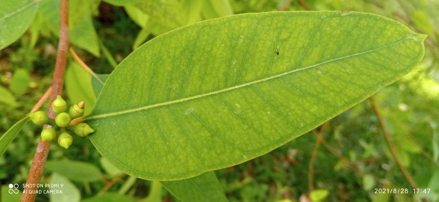 Eucalyptus obliqua — search result for 'Eucalyptus'