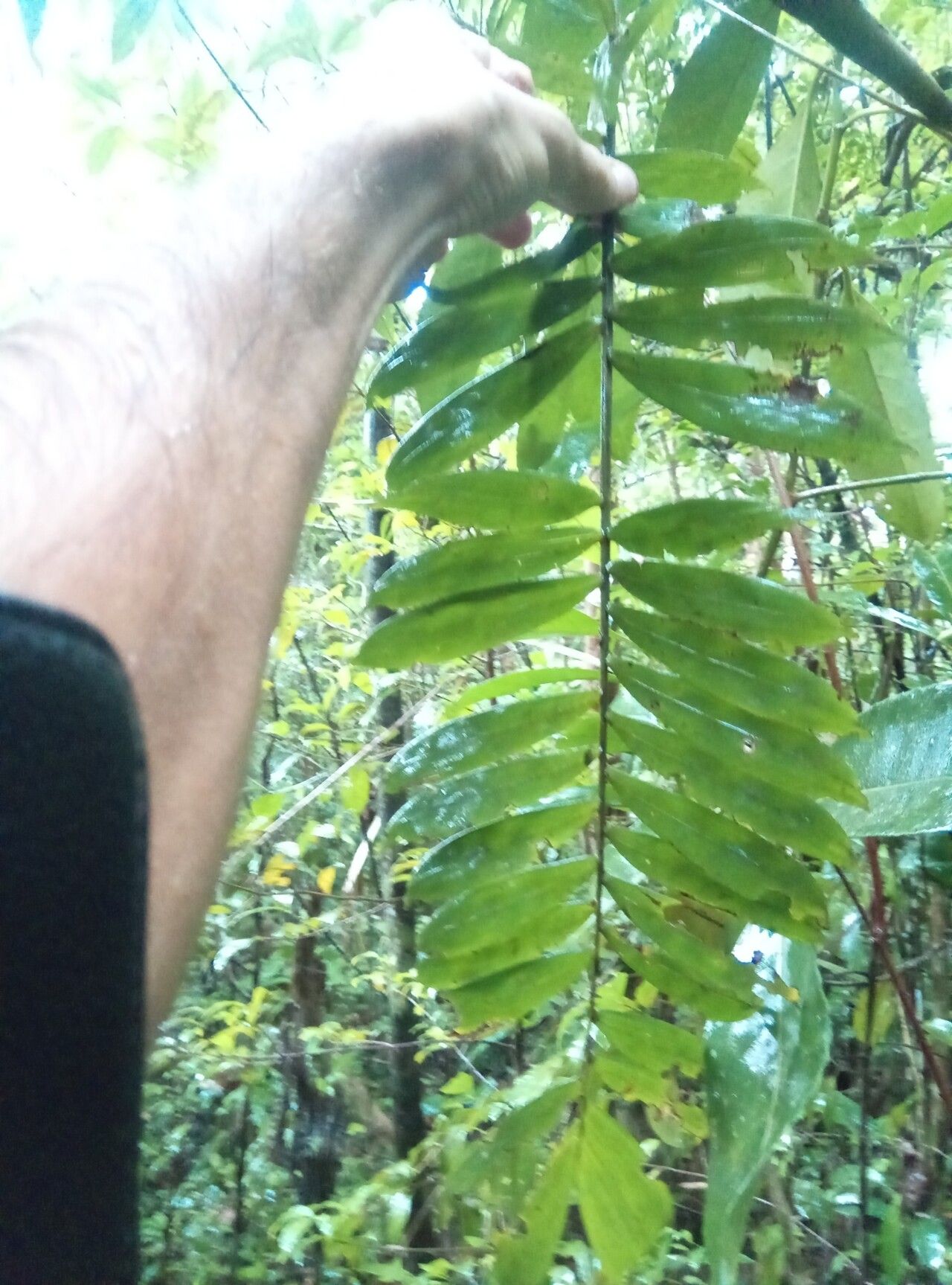 Dypsis corniculata — houseplant care guide