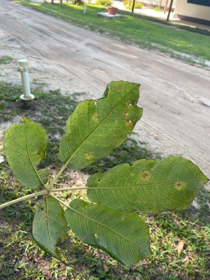 Zeyheria tuberculosa — houseplant care guide