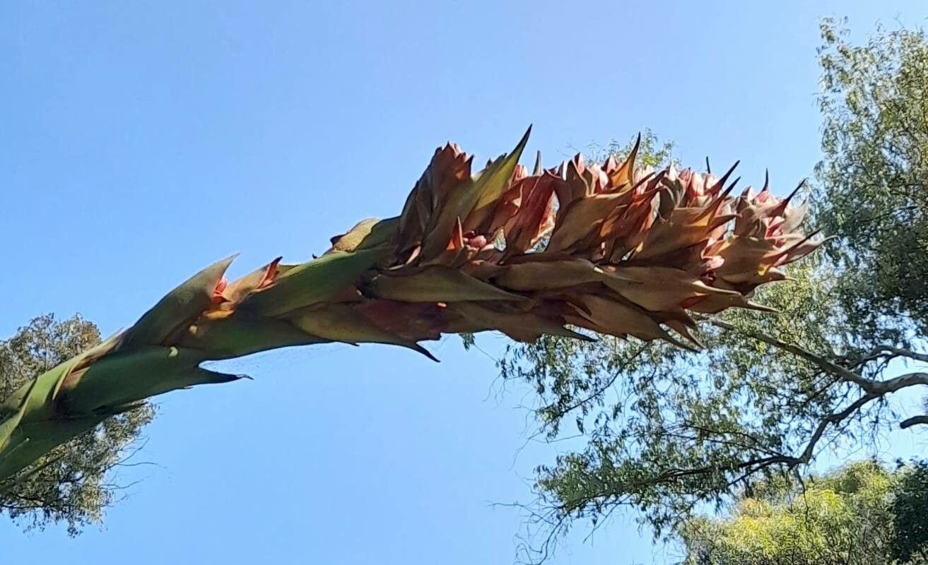 Doryanthes palmeri flower