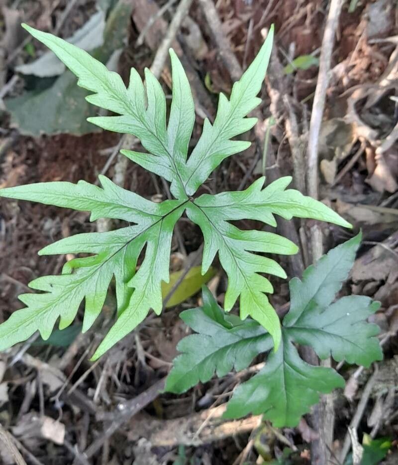 Doryopteris pentagona habit