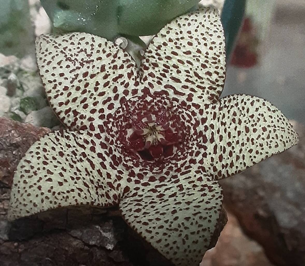 Orbea pulchella — search result for 'Orbea'