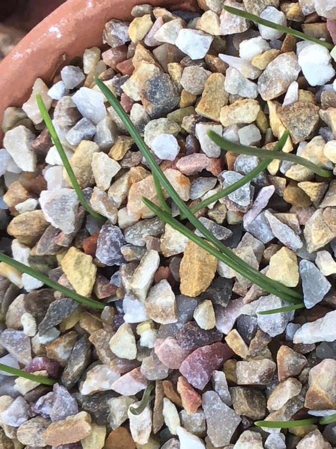 Narcissus cantabricus — search result for 'Narcissus'