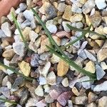 Narcissus cantabricus