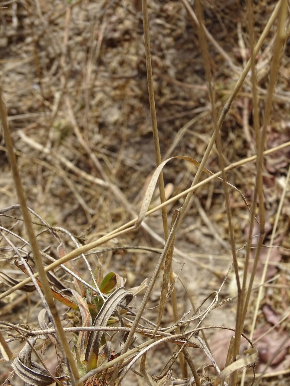Ctenium elegans — search result for 'Senegal'