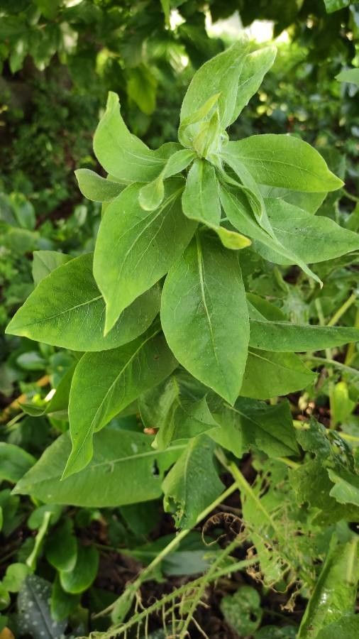 Centaurea macrocephala leaf