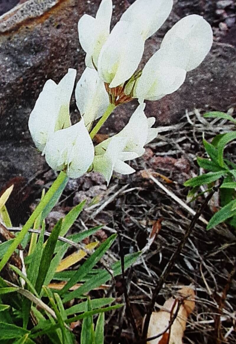 Trifolium polyphyllum flower