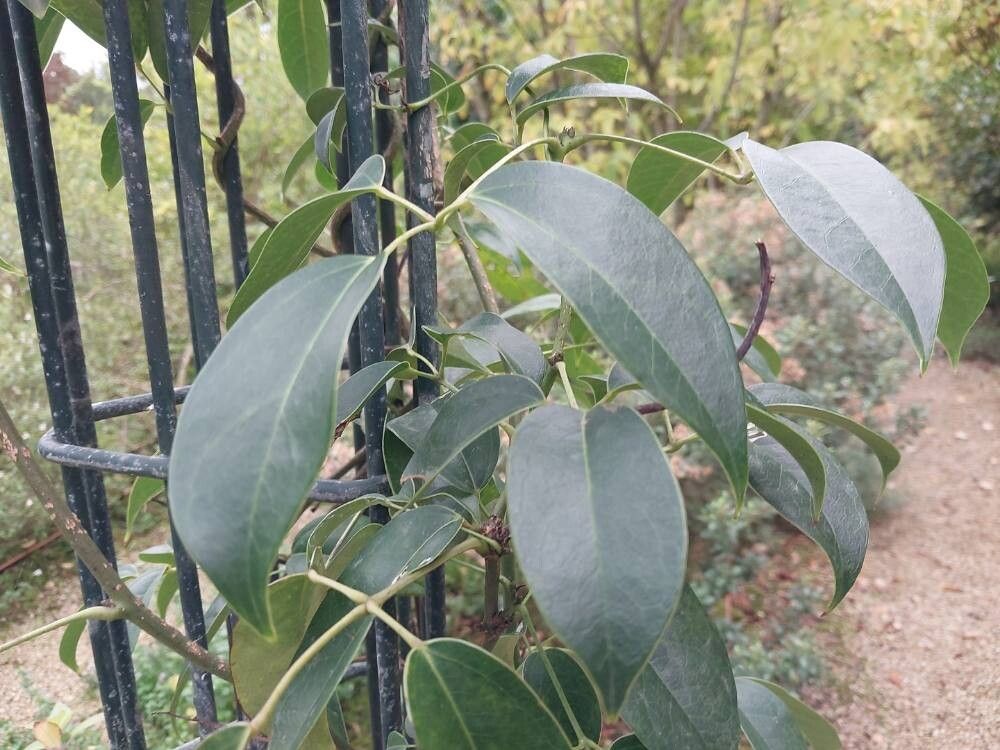 Stauntonia latifolia leaf