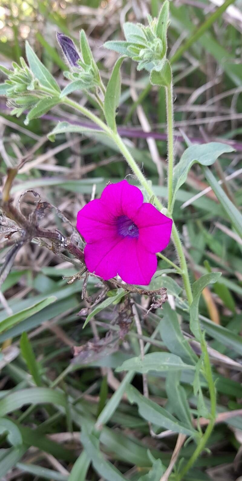 Petunia interior habit