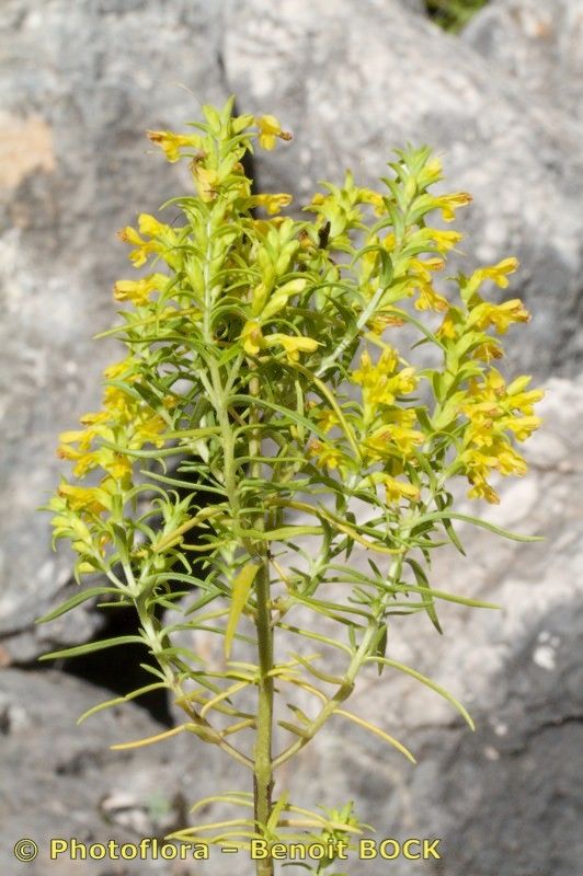 Odontites bocconei other