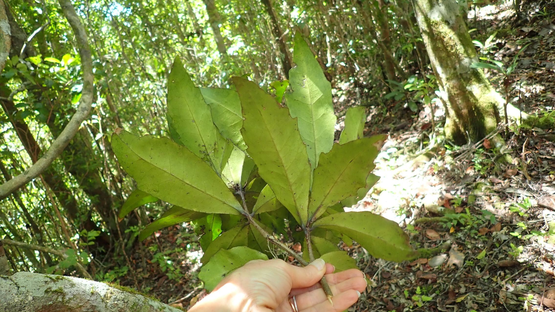 Hybanthus austrocaledonicus — related species from the same genus