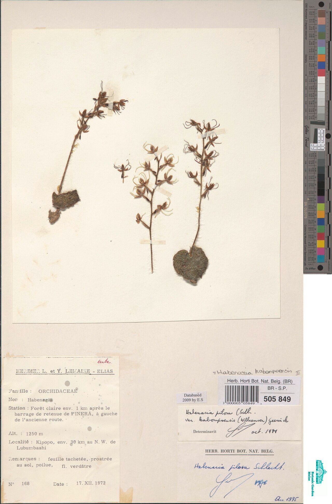 Habenaria kabompoensis — houseplant care guide