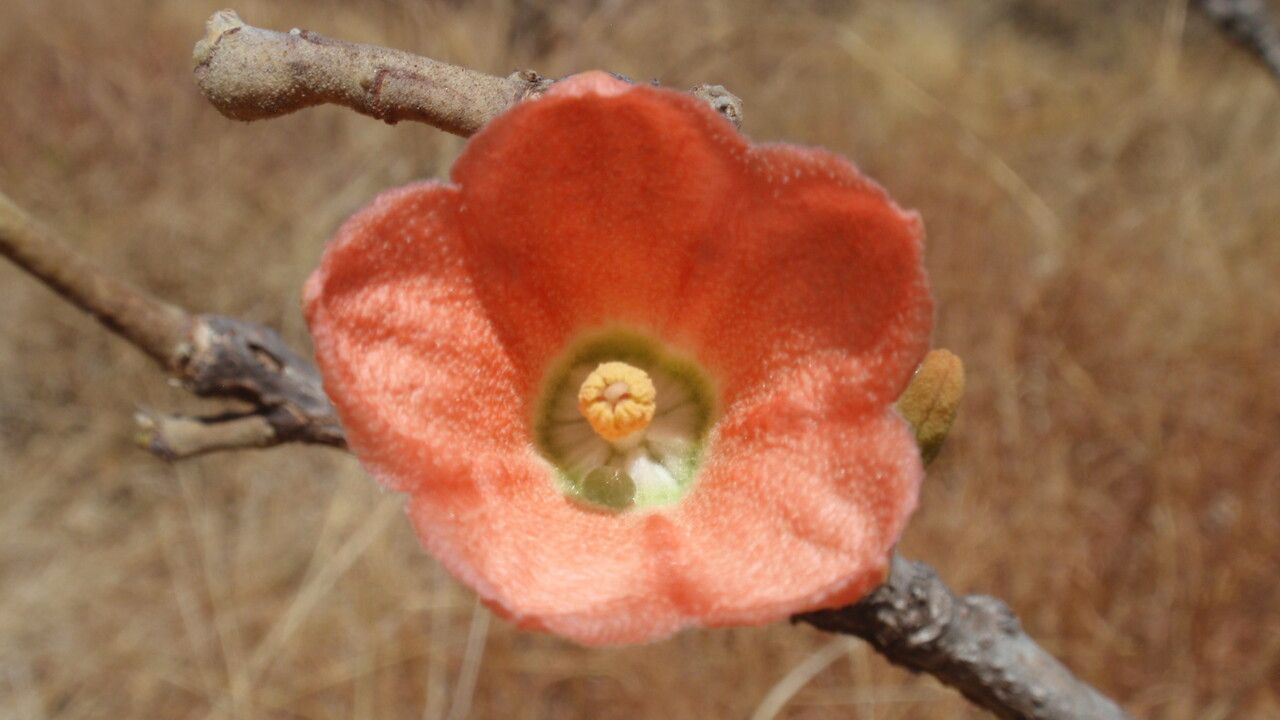 Brachychiton megaphyllus flower
