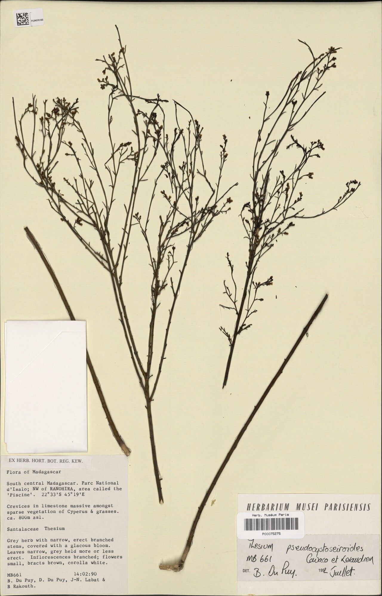 Thesium pseudocystoseiroides — search result for 'Thesium'