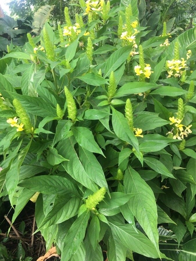 Barleria oenotheroides habit