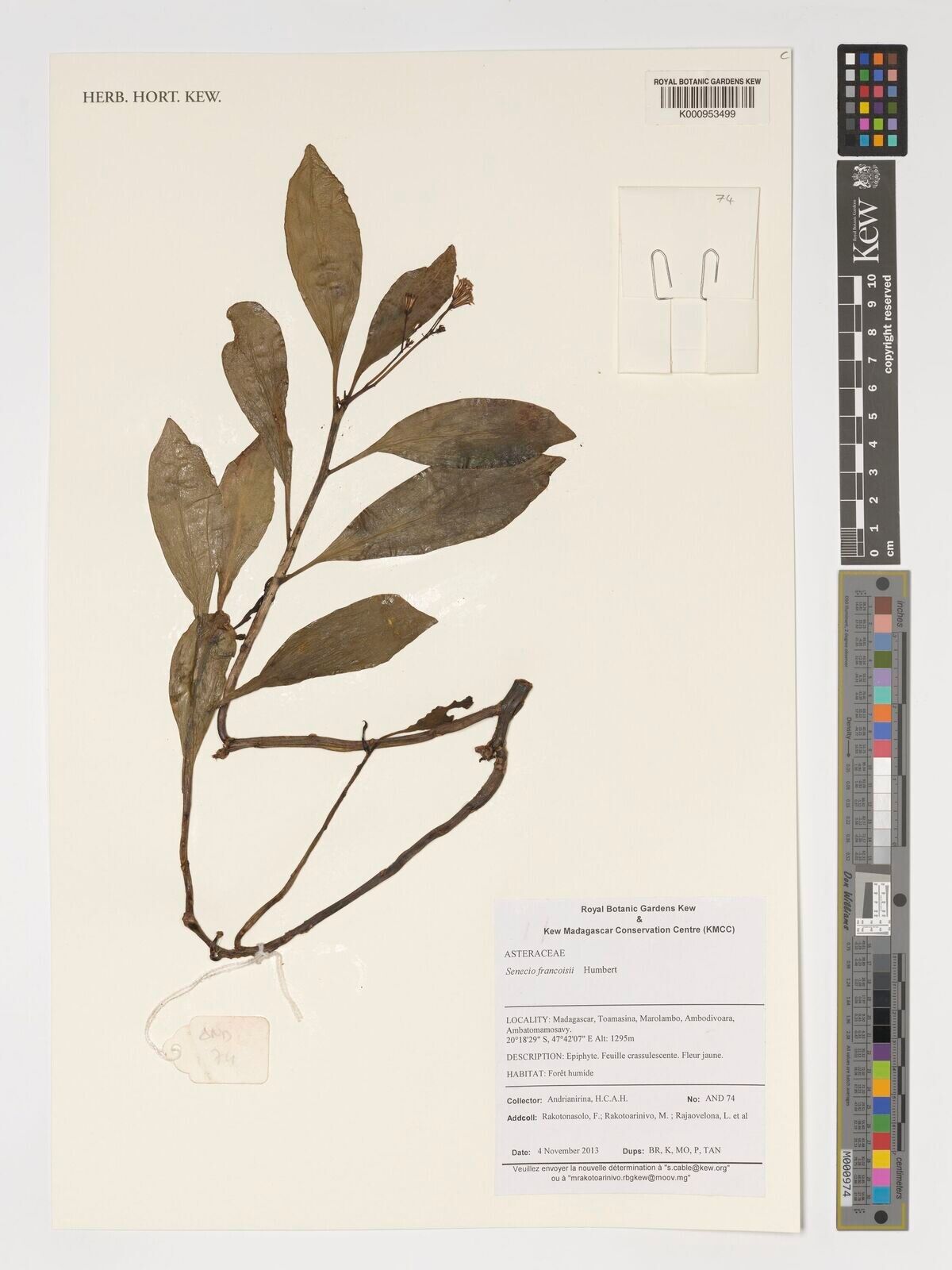 Senecio francoisii — houseplant care guide