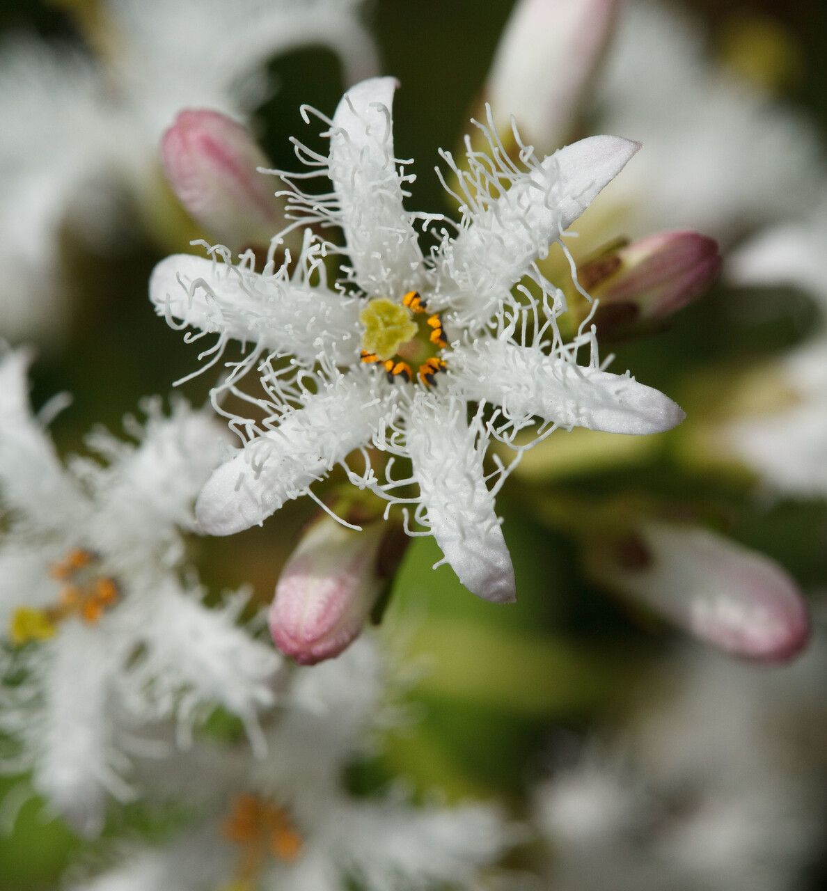 Menyanthes trifoliata flower