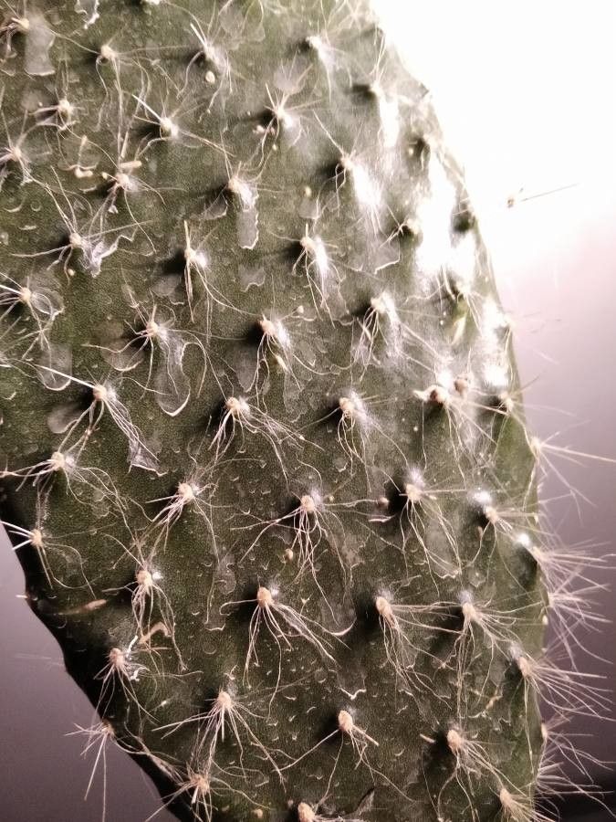 Opuntia pailana — houseplant care guide