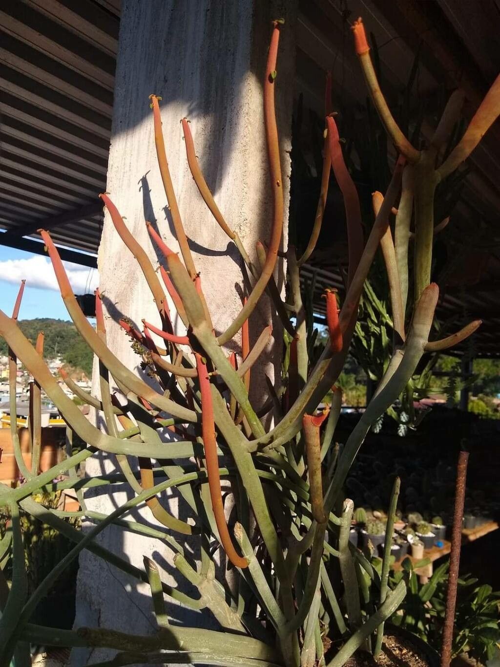 Euphorbia enterophora leaf