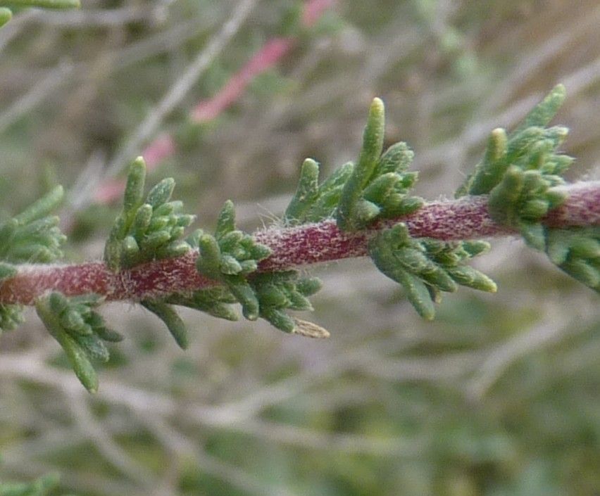 Bassia hyssopifolia leaf