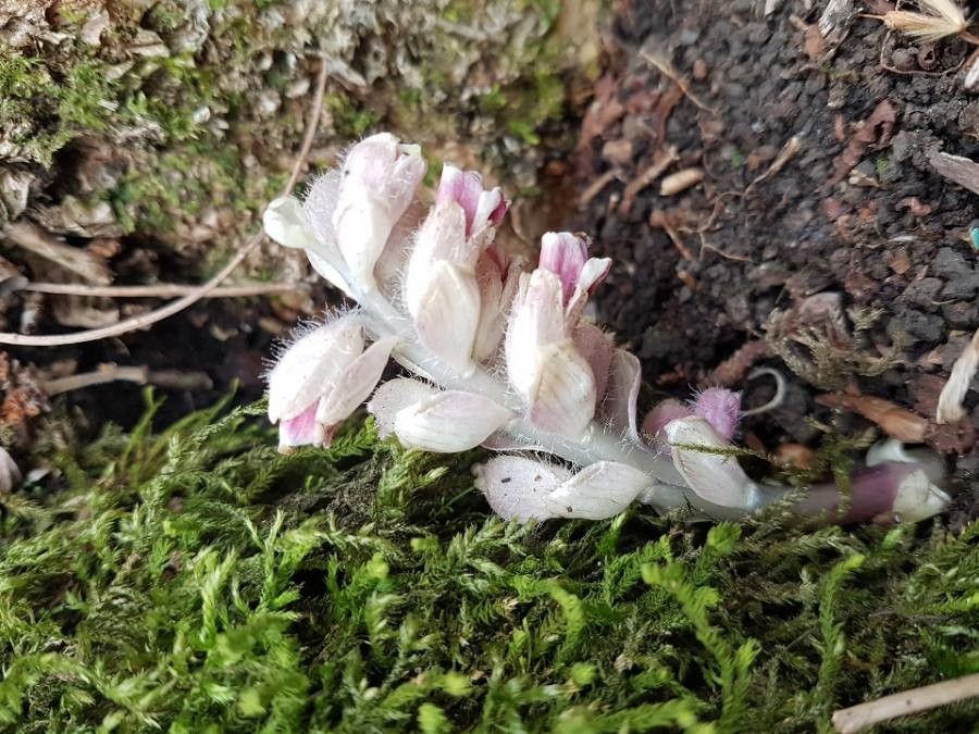 Lathraea squamaria flower
