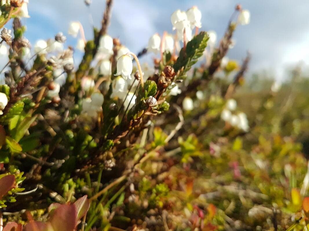 Cassiope tetragona flower