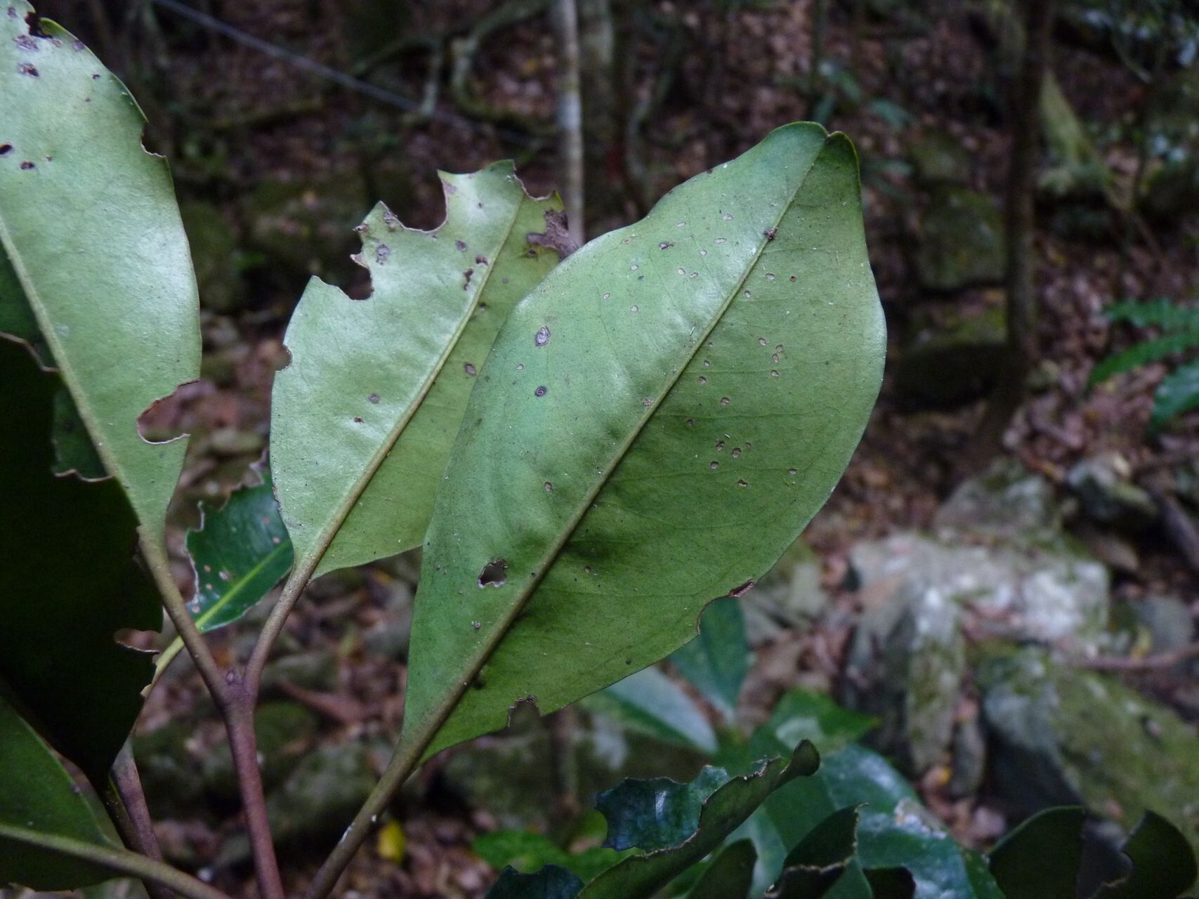 Eugenia ovigera — houseplant care guide