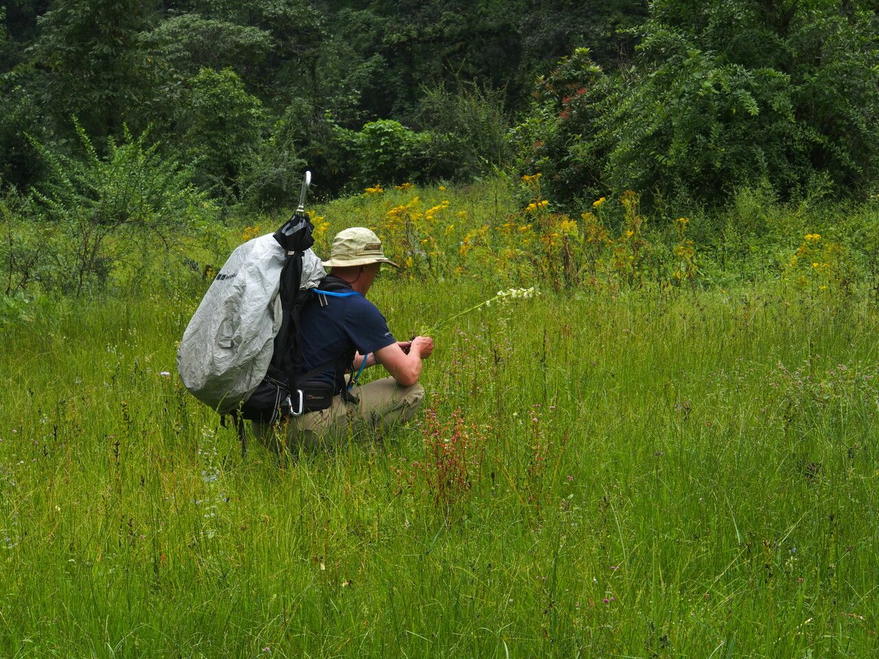 Pedicularis lutescens other