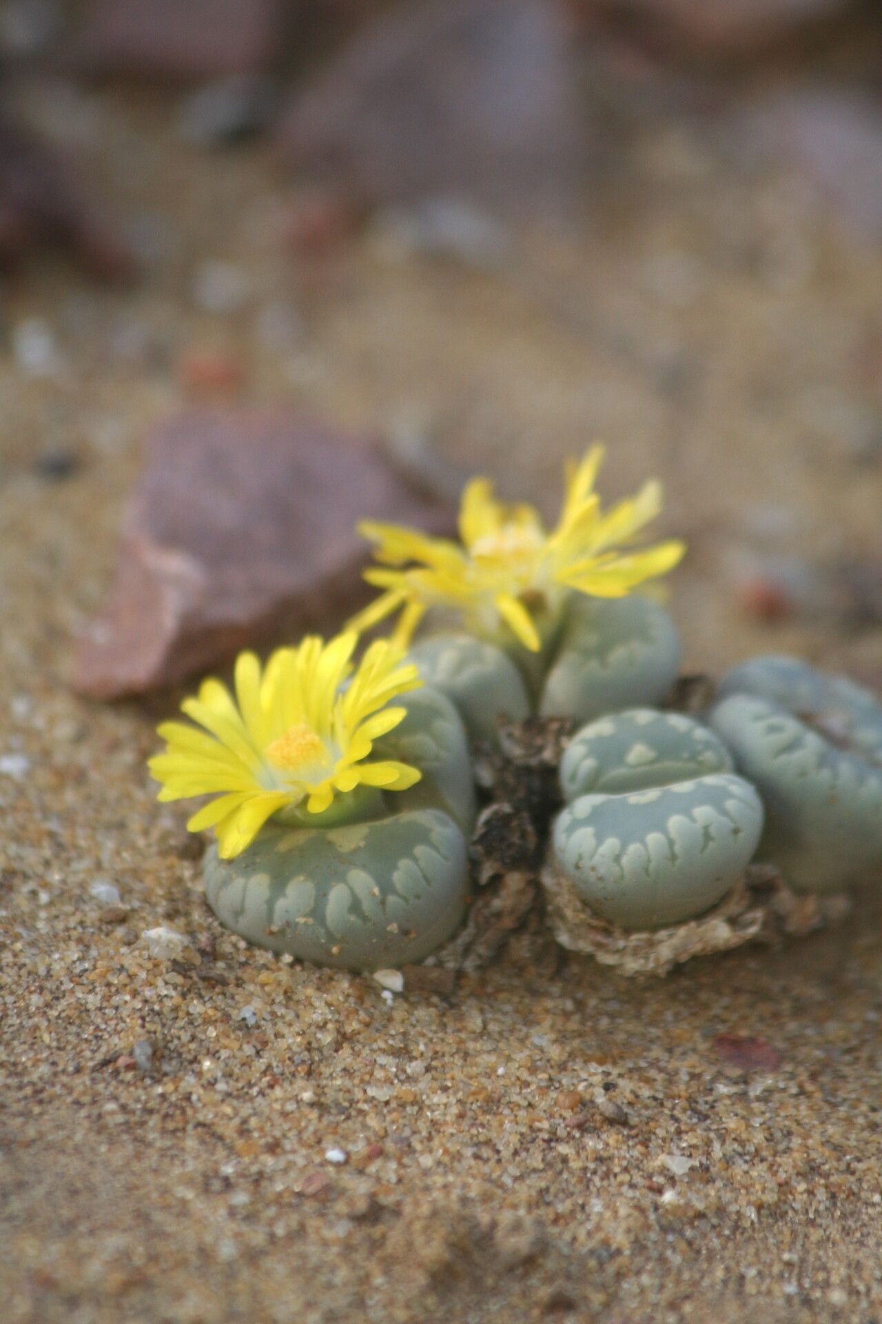 Lithops otzeniana flower