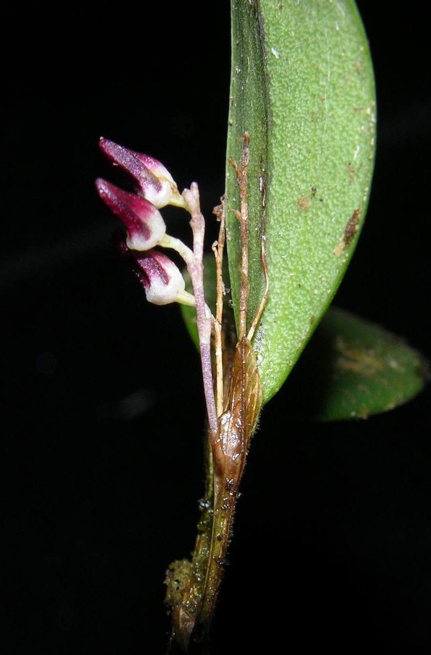 Trichosalpinx blaisdellii other