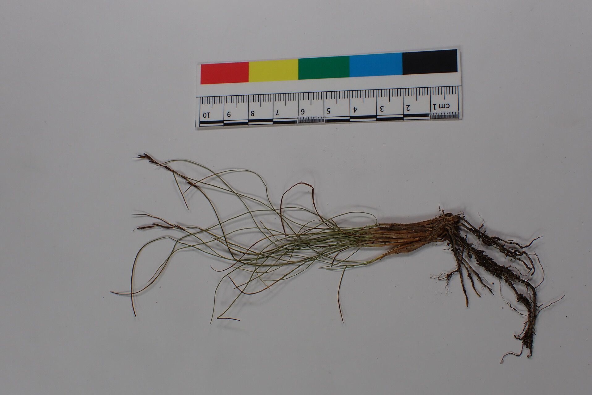 Carex cercostachys other