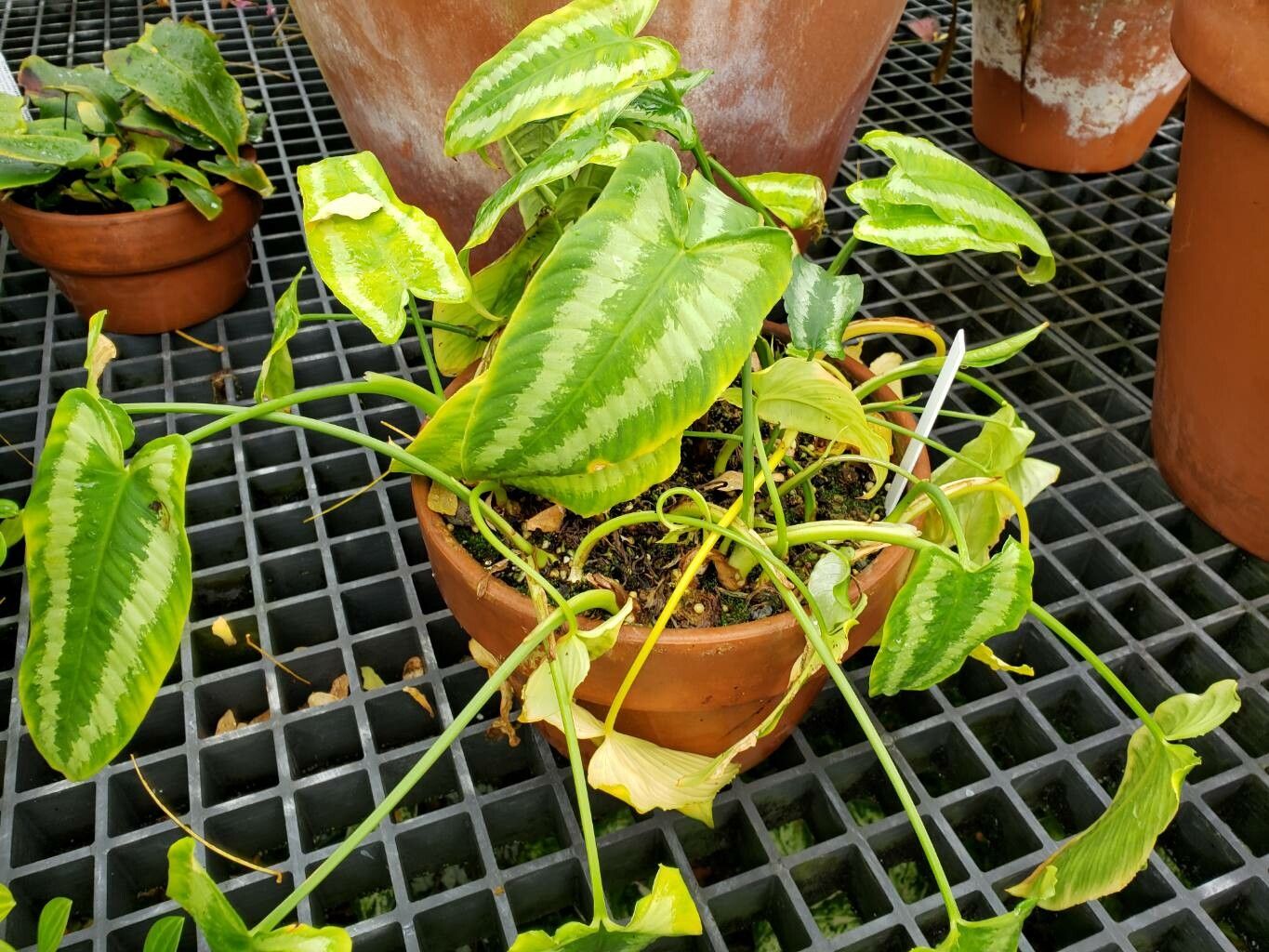 Schismatoglottis neoguineensis habit