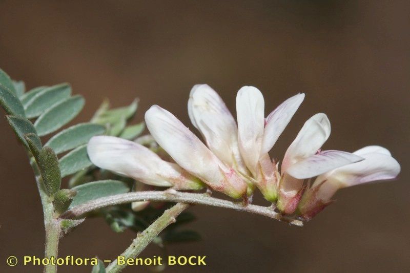 Vicia glauca — houseplant care guide