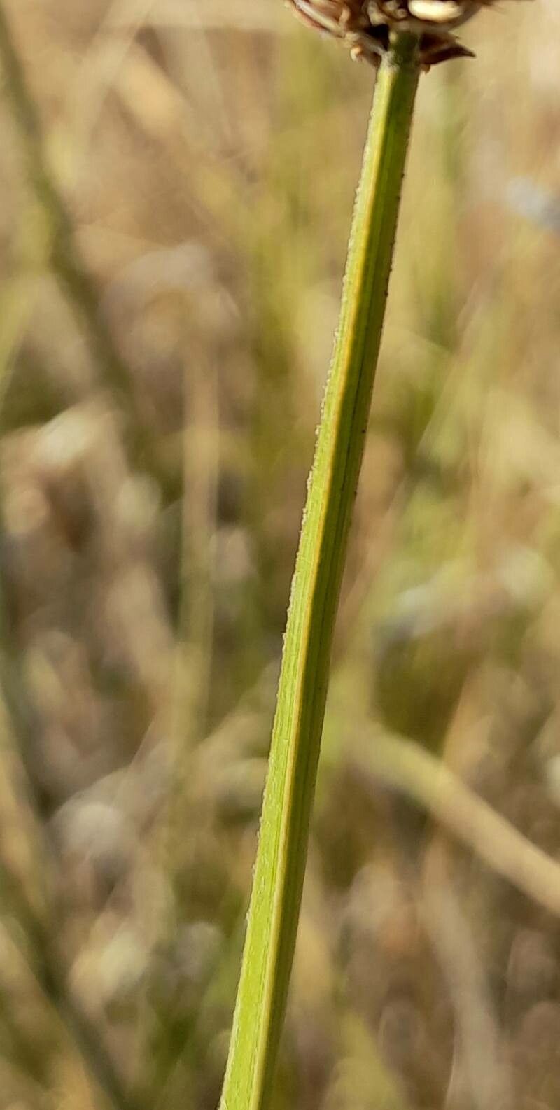 Carex firmicaulis bark