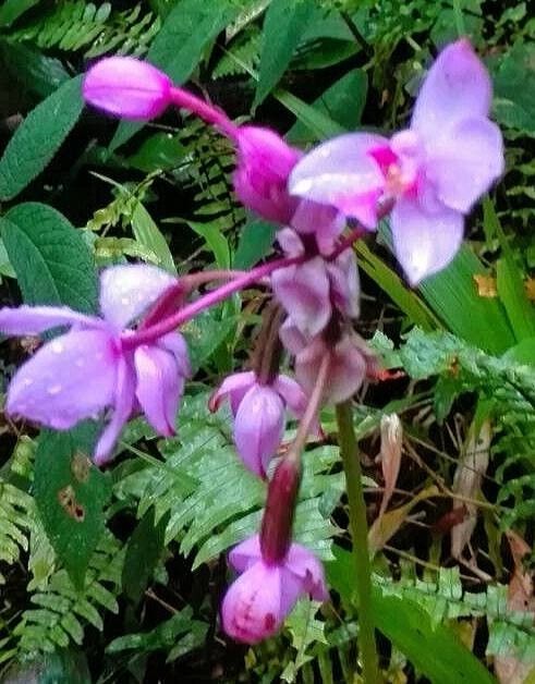 Spathoglottis plicata flower