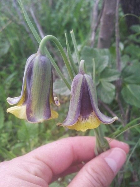 Fritillaria acmopetala flower