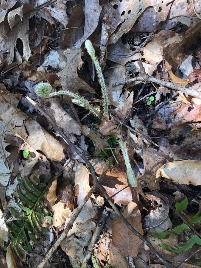 Polystichum acrostichoides flower