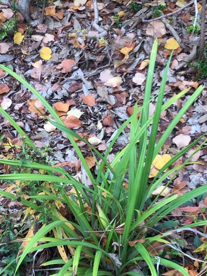 Cardiocrinum giganteum leaf