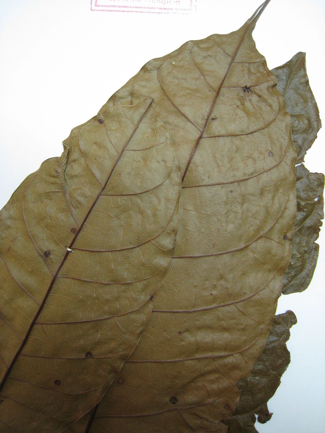 Protium robustum other