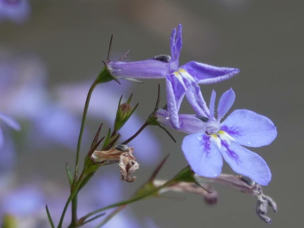 Lobelia kalmii flower