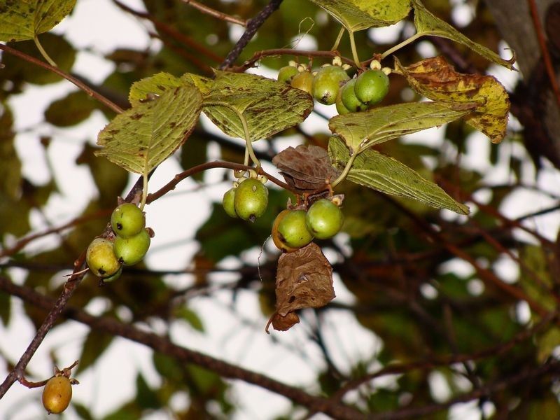 Actinidia polygama fruit
