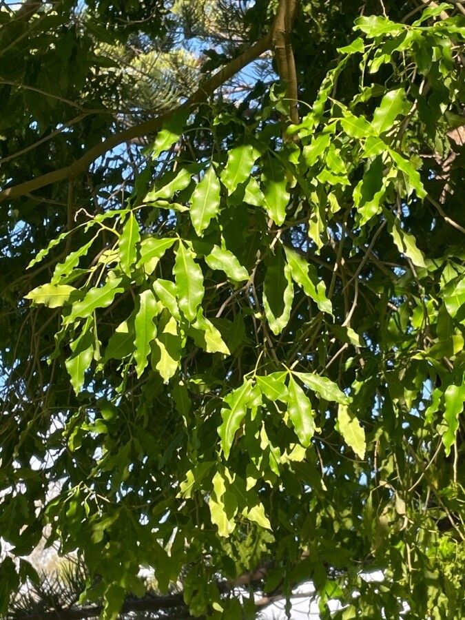 Vepris lanceolata — search result for 'Vepris'