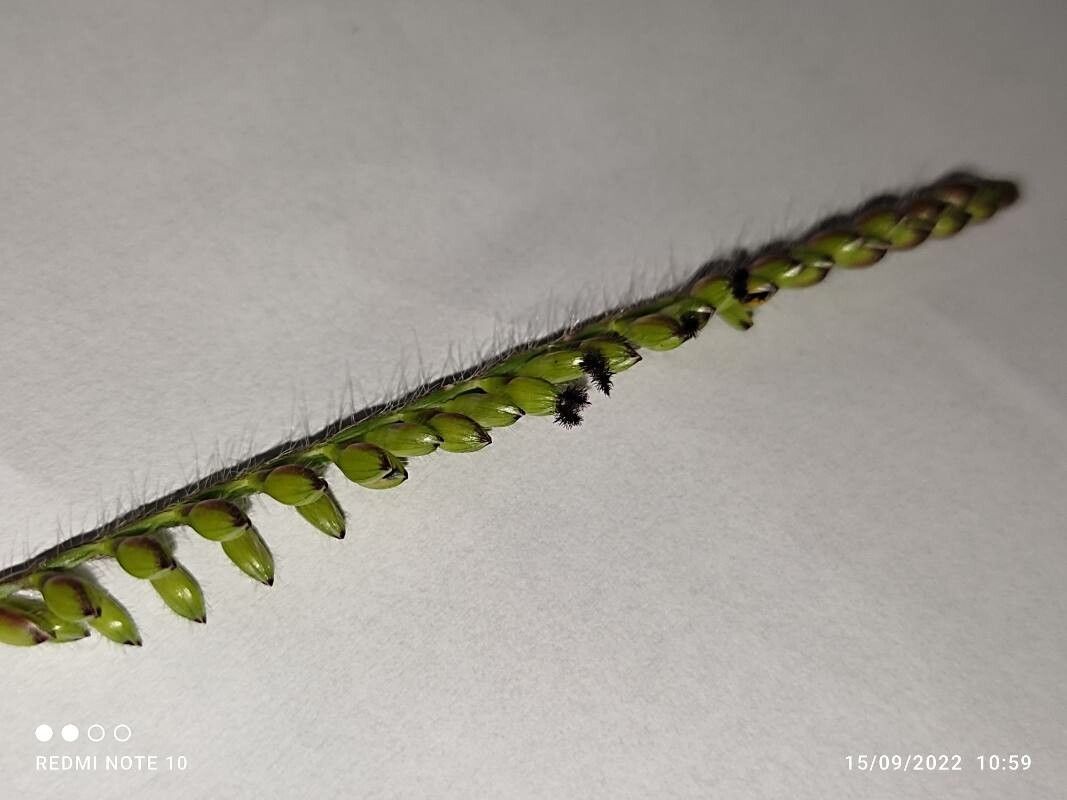 Urochloa brizantha — related species from the same genus