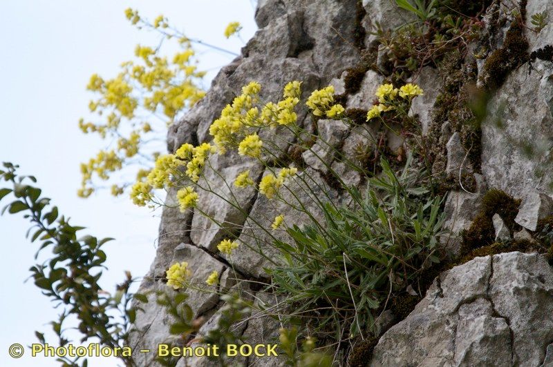 Biscutella divionensis — houseplant care guide