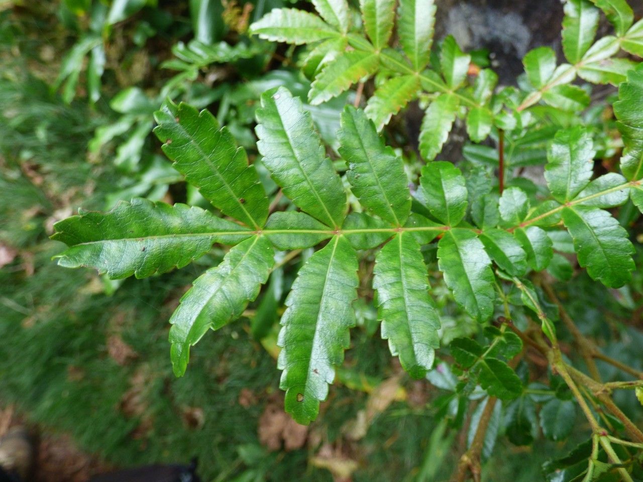 Weinmannia tinctoria leaf