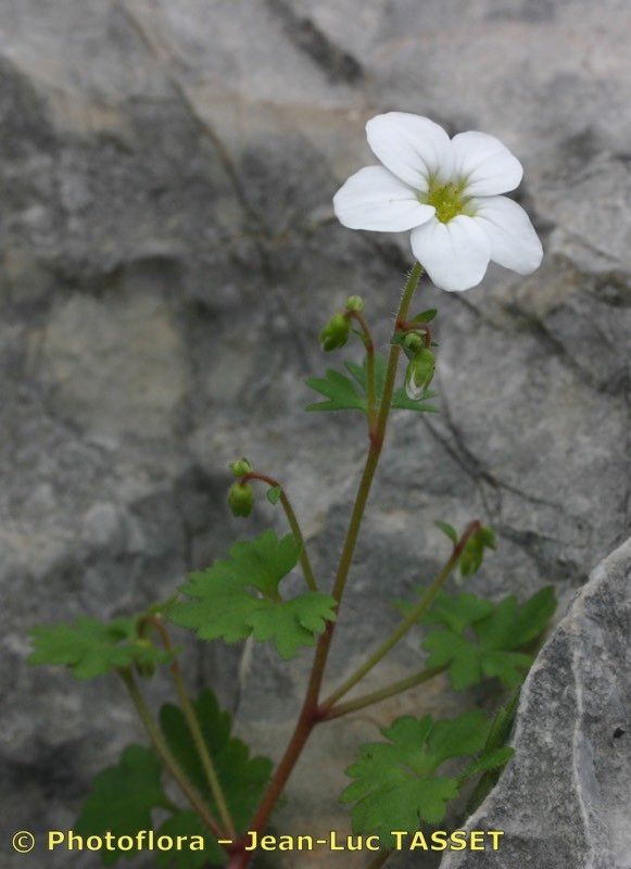Saxifraga dichotoma other