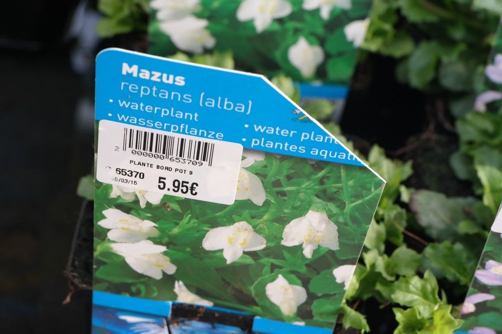 Mazus reptans other