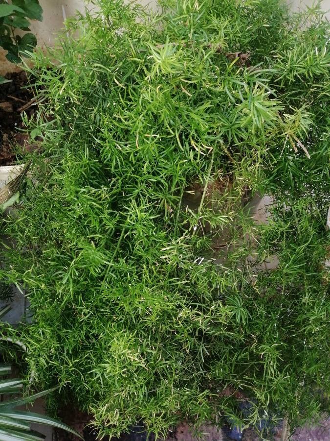 Asparagus sprengeri leaf