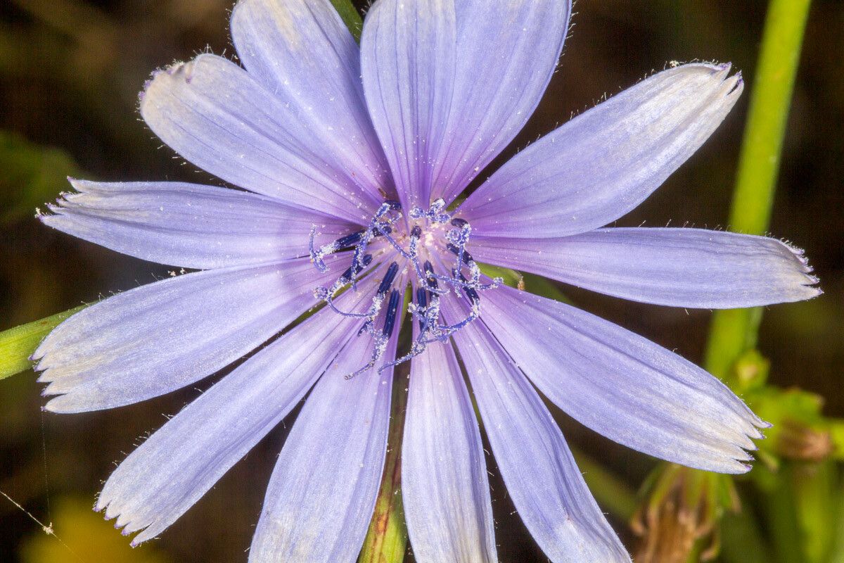 Cichorium pumilum flower